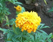 image of flower