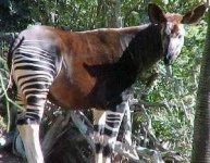 image of animal
