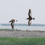 image of oystercatcher