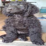 image of animal