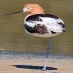 image of bird