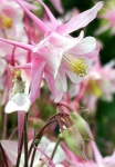 image of flower