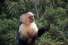 image of capuchin