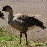image of bird