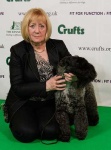 image of kerry_blue_terrier