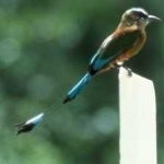 image of bird