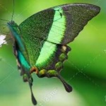 image of animal
