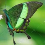 image of banded_butterfly #11