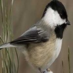 image of black_capped_chickadee #9