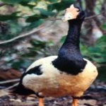 image of bird