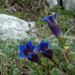image of flower