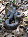 image of boa_constrictor