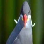 image of bird