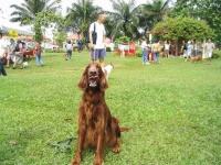 image of irish_setter #22