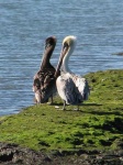 image of pelican