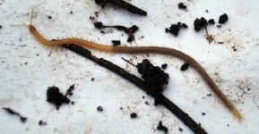 image of animal