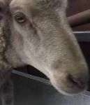 image of animal