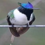 image of bird