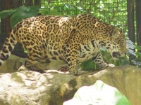 image of jaguar_car