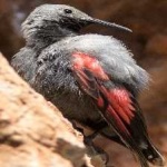 image of bird