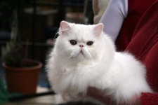 image of animal