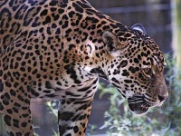 image of jaguar_car