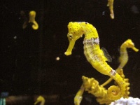 image of seahorse #4