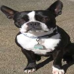 image of animal