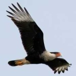 image of bird