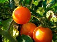 image of tomato #13