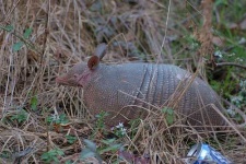 image of armadillo