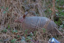 image of armadillo #17