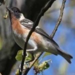 image of bird
