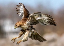 image of hawk