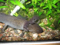 image of axolotl