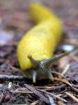 image of slug