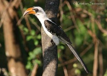 image of hornbill