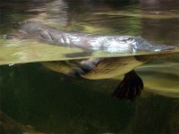 image of platypus