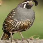 image of bird