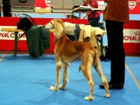 image of saluki