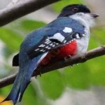 image of cuban_trogon #5