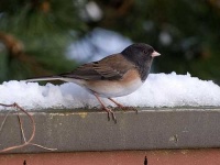 image of junco #26