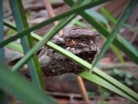 image of whip_poor_will