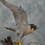 image of bird