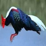 image of bird