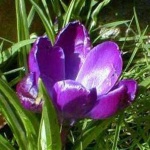 image of flower