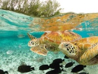 image of animal