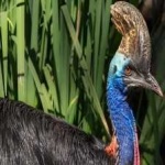 image of bird