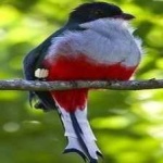 image of cuban_trogon #8