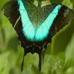 image of banded_butterfly #69